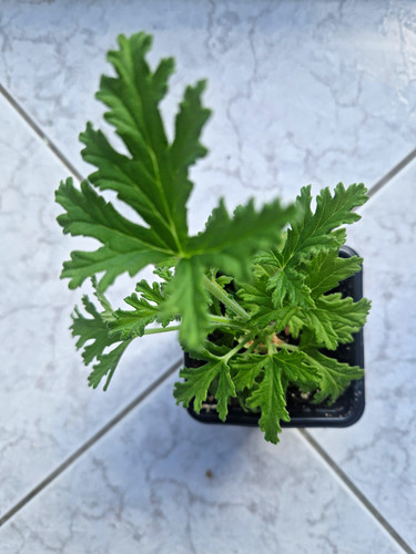 Pelargonium lemon geranium - lemon,