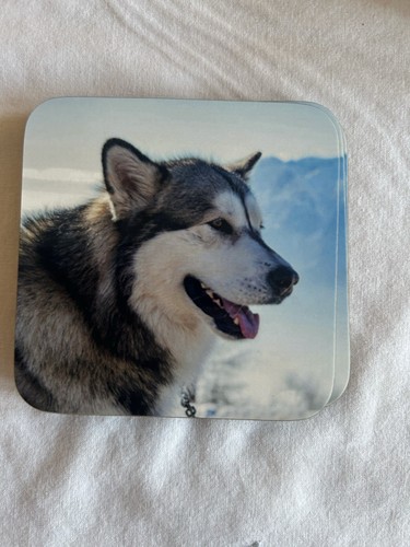 Set alaskan husky dog - set, 4