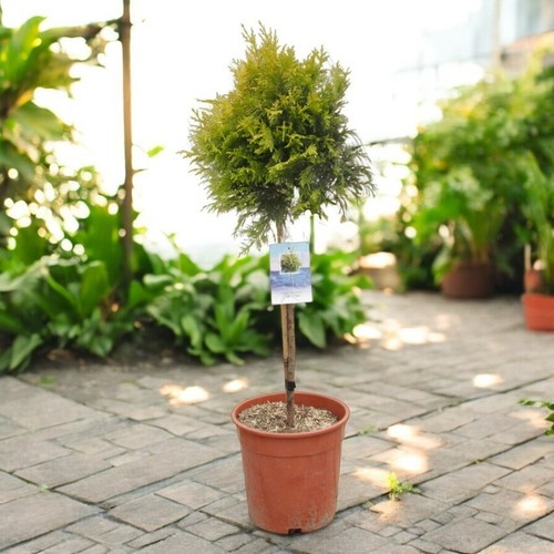 Golden leyland cypress patio - golden,