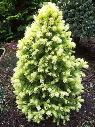 Picea glauca daisy white - daisy, in