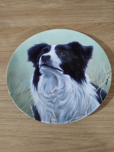 Border collie royal - royal, worcester