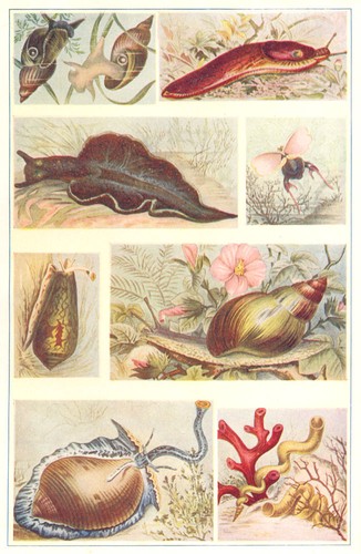 Mollusca pond snail slug - snail,