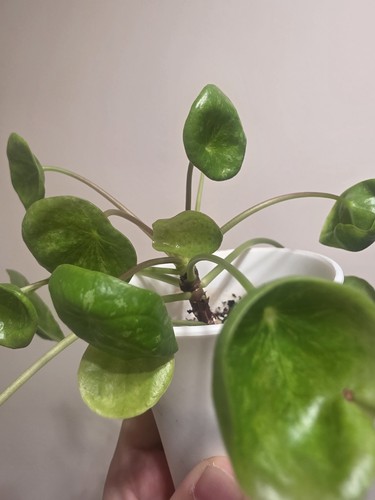 Pilea mojito variegated - pilea,
