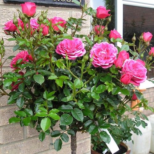 Rebecca potted patio half - -,