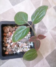 1.5CM Rare Cyphostemma ankaranense Random SeedingGrowth Garden Décor