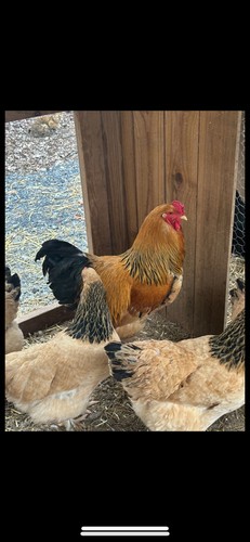 Buff brahma hatching - 🐣, (12)