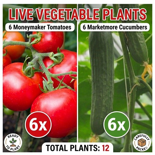 Live vegetable plants - ​12,