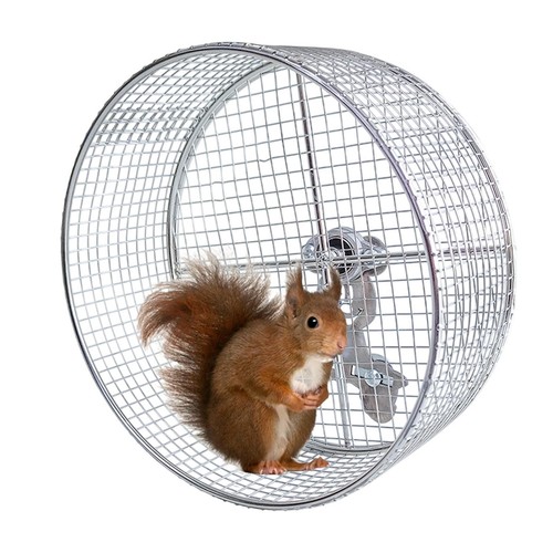 Hamster exercise wheel guinea - exercise,
