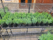 25 Colorado Blue Spruce (Picea