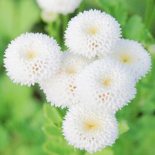 100 Daisy Seeds SnowBall Chrysanthemum Flowers UK Hardy Perennial Plants To Grow