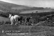 Baa-94 Farming History, Heavy Plough Horses At Work, Unlocated 1912. Photo