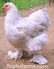 12+ GENTLE GIANT LARGE