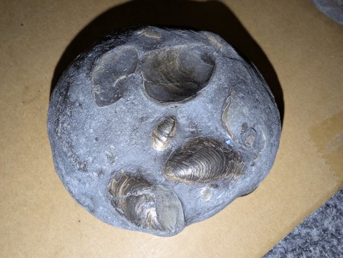 Jurassic marine fossil - marine,