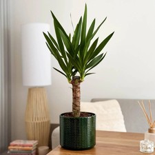 Yucca elephantipes spineless - elephantipes,