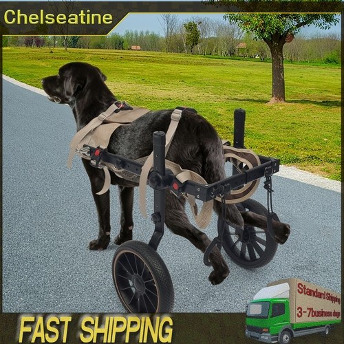Pet rehabilitation walking - pet,