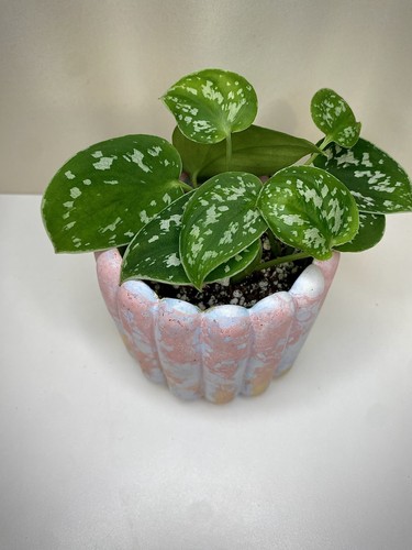 Scindapsus pictus - 🌿,