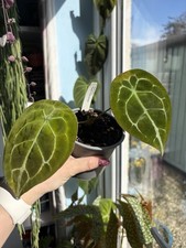 Anthurium Forgetii White