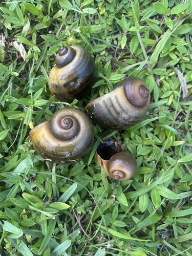 Apple snail shells clean - apple,