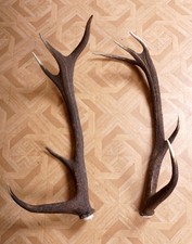2 beautiful 10ender antler