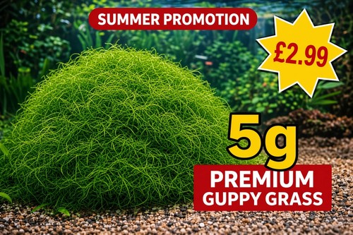 5g premium guppy - 🌱, 🐠