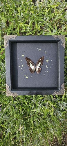 Common jay entomology frame - common,