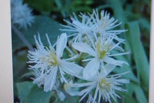 Seeds virginian clematis - seeds,