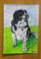 WELSH COLLIE WORKING SHEEP DOG