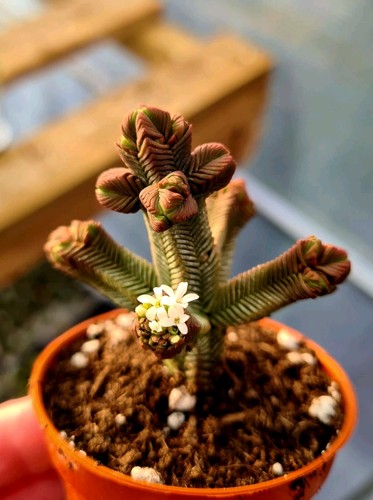 Crassula pyramidalis mini - |,