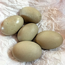 Fertile cayuga mix - +,