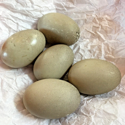 Fertile cayuga mix - +,