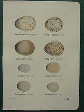 VINTAGE BIRD PRINT ~ BRITISH