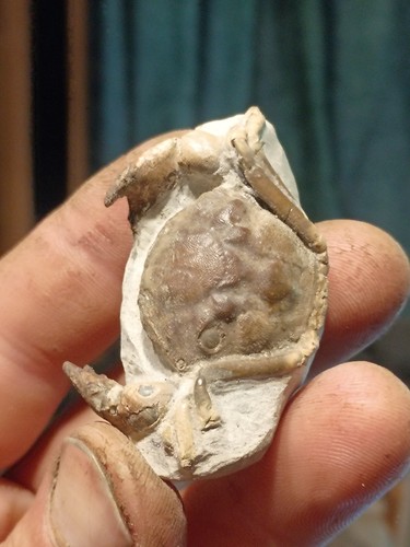 Pulalius vulgaris crab fossil - pulalius,