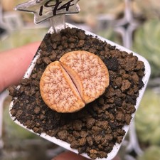 Exact Plant，Lithops Gracilidelineata 'latte' C309A , Living Stone