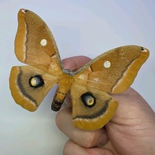 Antheraea Polyphemus A- Set