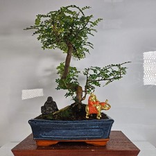 Chinese Pepper (Zanthoxylum