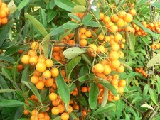 Pyracantha Golden Charmer