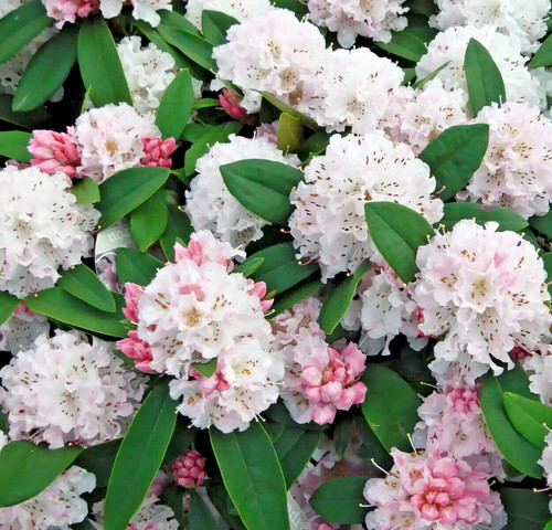 Rhododendron christmas cheer - christmas,