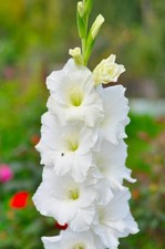 10 Gladiolus White Prosperity
