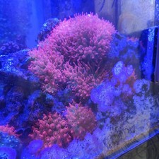 Rose Bubble tip anemone colony