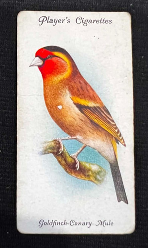Goldfinch canary mule 1933 - mule,