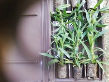 carnation/dianthus Sprint young plants x6