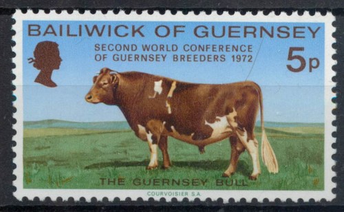 Guernsey 1972 bull cow - guernsey,