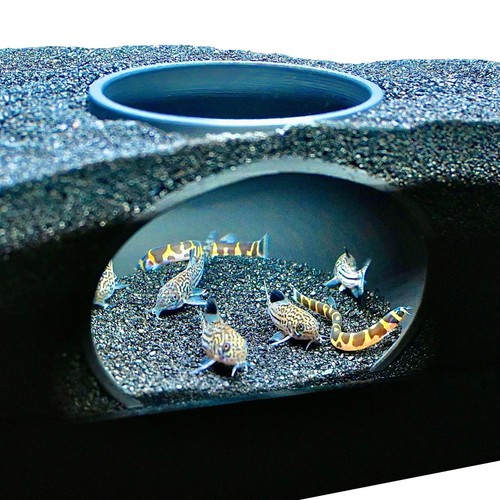 Aquarium underground cave dome - aquarium,