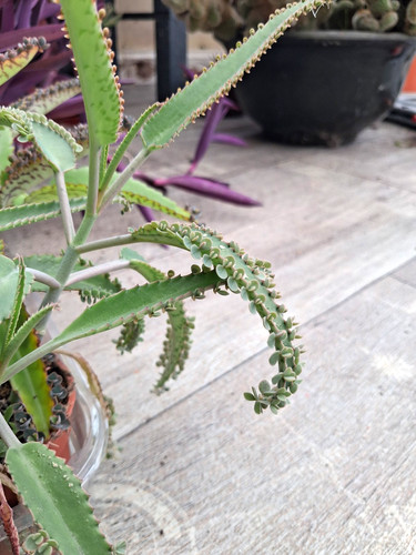 X50 kalanchoe octopus - x50,