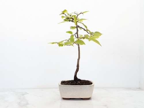 Bonsai hornbeam starter - hornbeam,