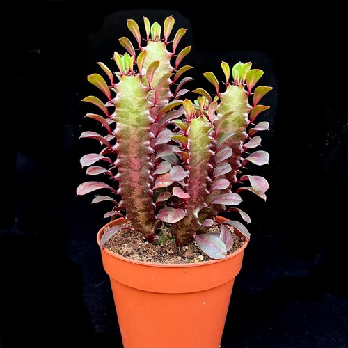 Euphorbia trigona rubra