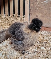 Silkie Eggs 