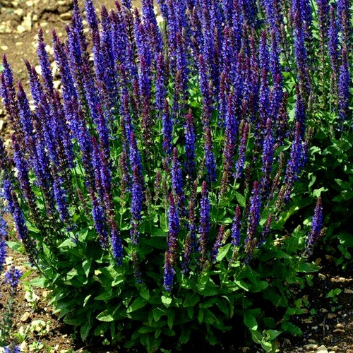 Plug plants salvia blue - 10,