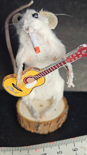 Funny taxidermy guitar - funny,