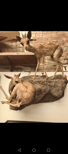 Antique taxidermy dik - ,